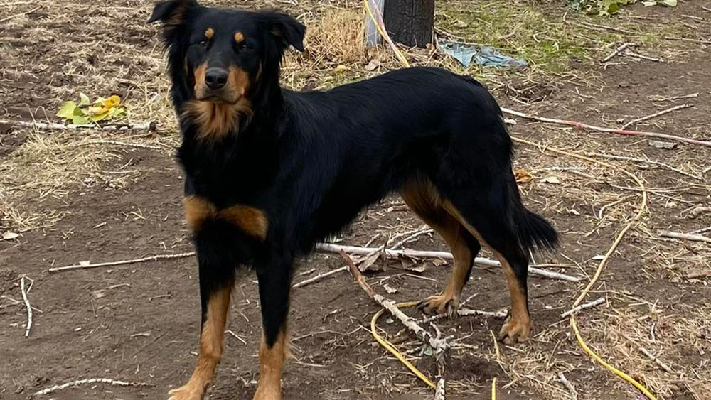 Daize - Black and Tan English Shepherd